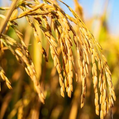Rice