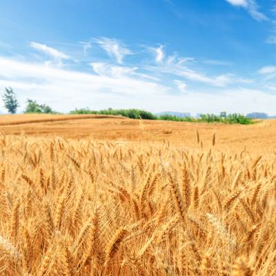 Wheat