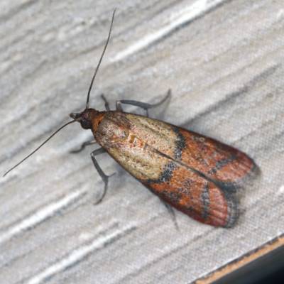 Indian Meal Moths