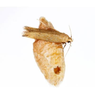 Angoumois Grain Moth