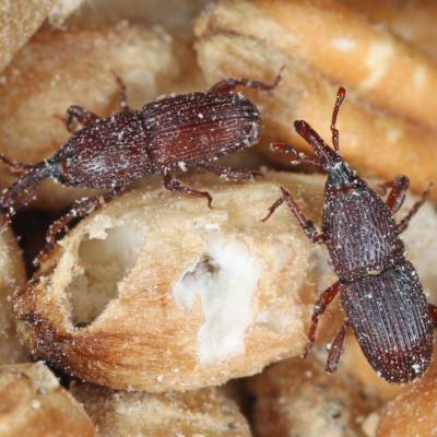 Granary Weevils