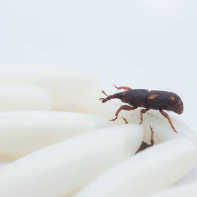 Rice Weevils