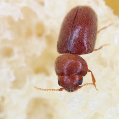 Cigarette Beetles