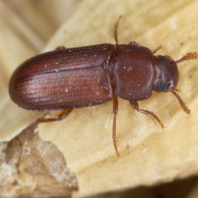 Red Flour Beetles