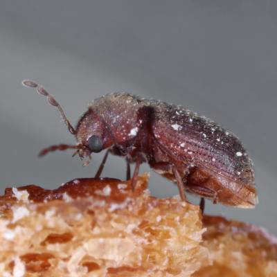 Drugstore Beetle