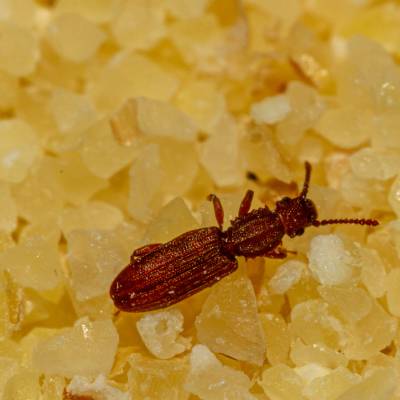 Sawtooth Grain Beetle