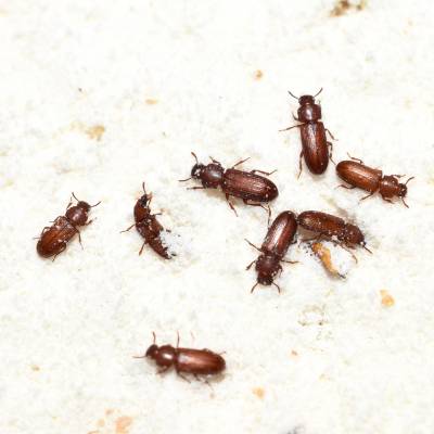 Confused Flour Beetle