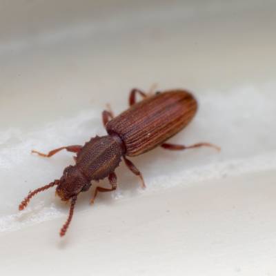 Merchant Grain Beetle
