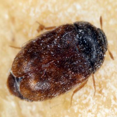 Khapra Beetle