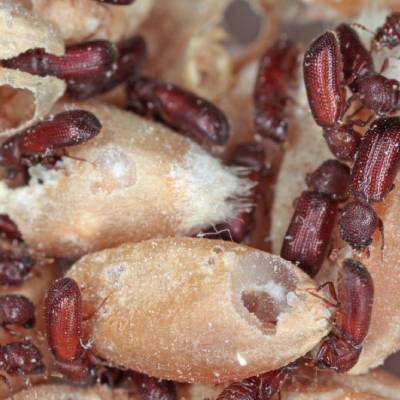 Lesser Grain Borer