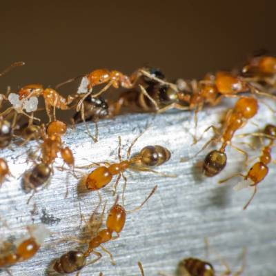 Pharaoh Ants